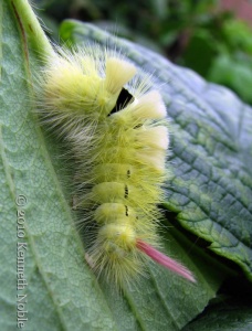 pale tussock (Calliteara pudibunda) Kenneth Noble